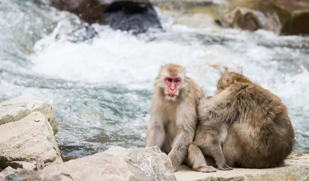 Jigokudani à Yamanouchi singes des neiges