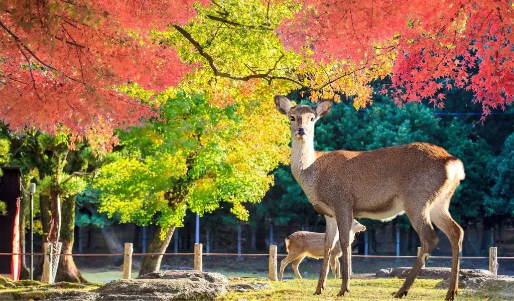 nara