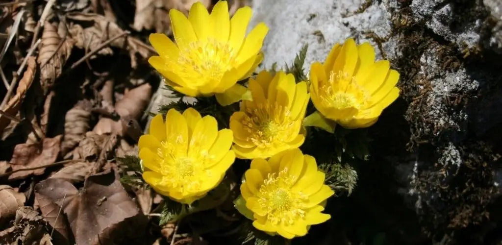 adonis ramosa, fleur du bonheur