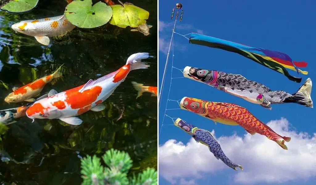 carpe koi