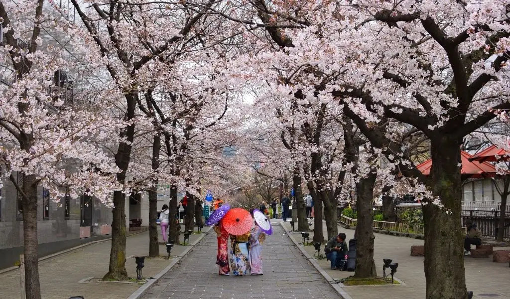 femmes en kimono et sakura en fleurs