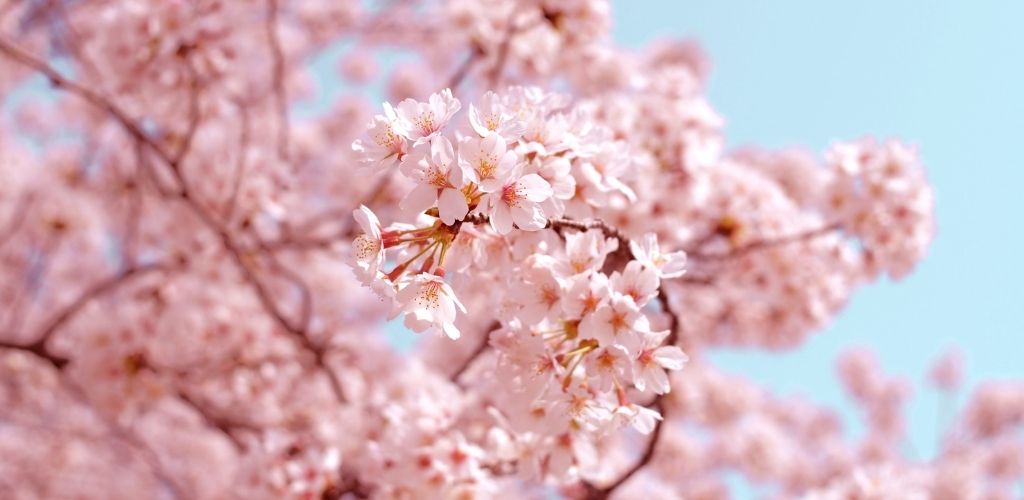 fleurs de cerisier japonais