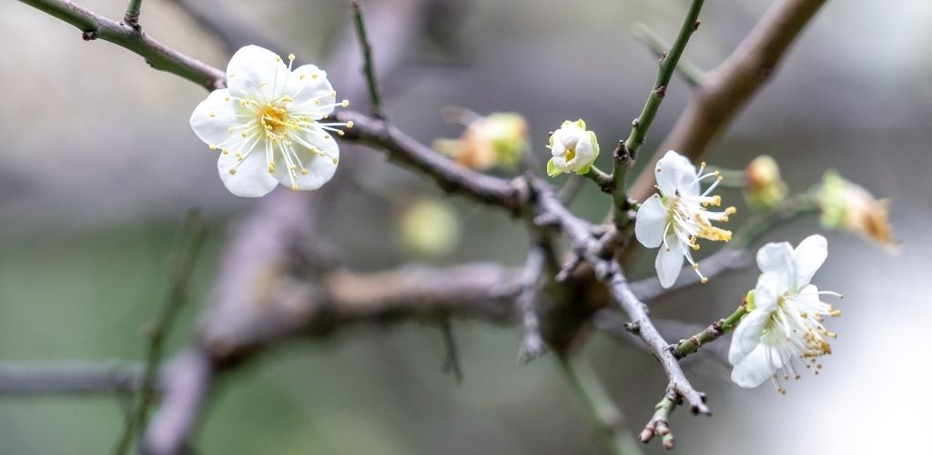 fleurs de prunier, force et vitalité