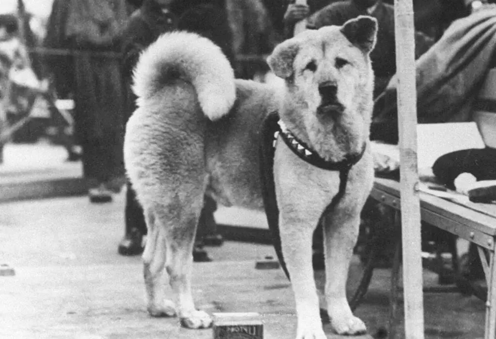 hachiko le chien fidèle