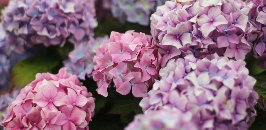 fleurs d'hortensia