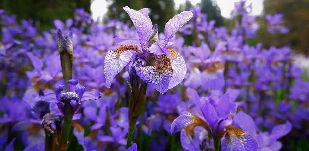 iris, fleur des bonnes nouvelles