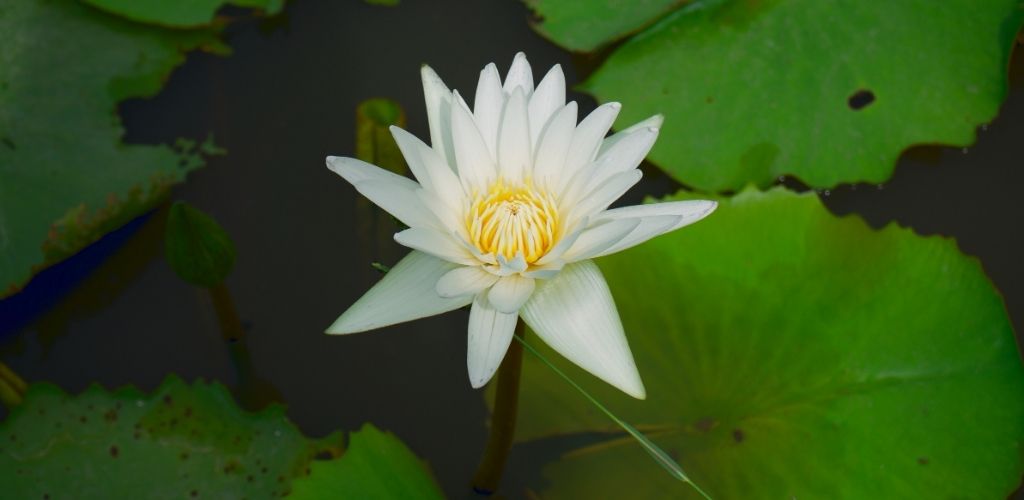 lotus blanc, fleur de spiritualité