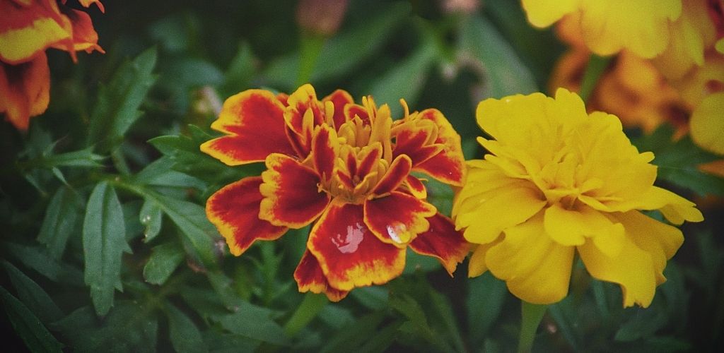 oeillet, fleur de l'amour maternel