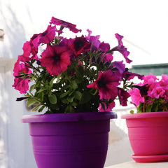 fleurs en pot